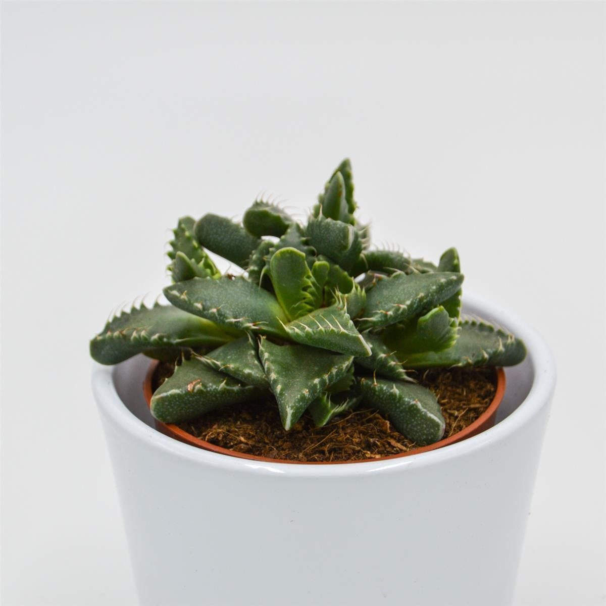 Faucaria tigrina - 8,5cm