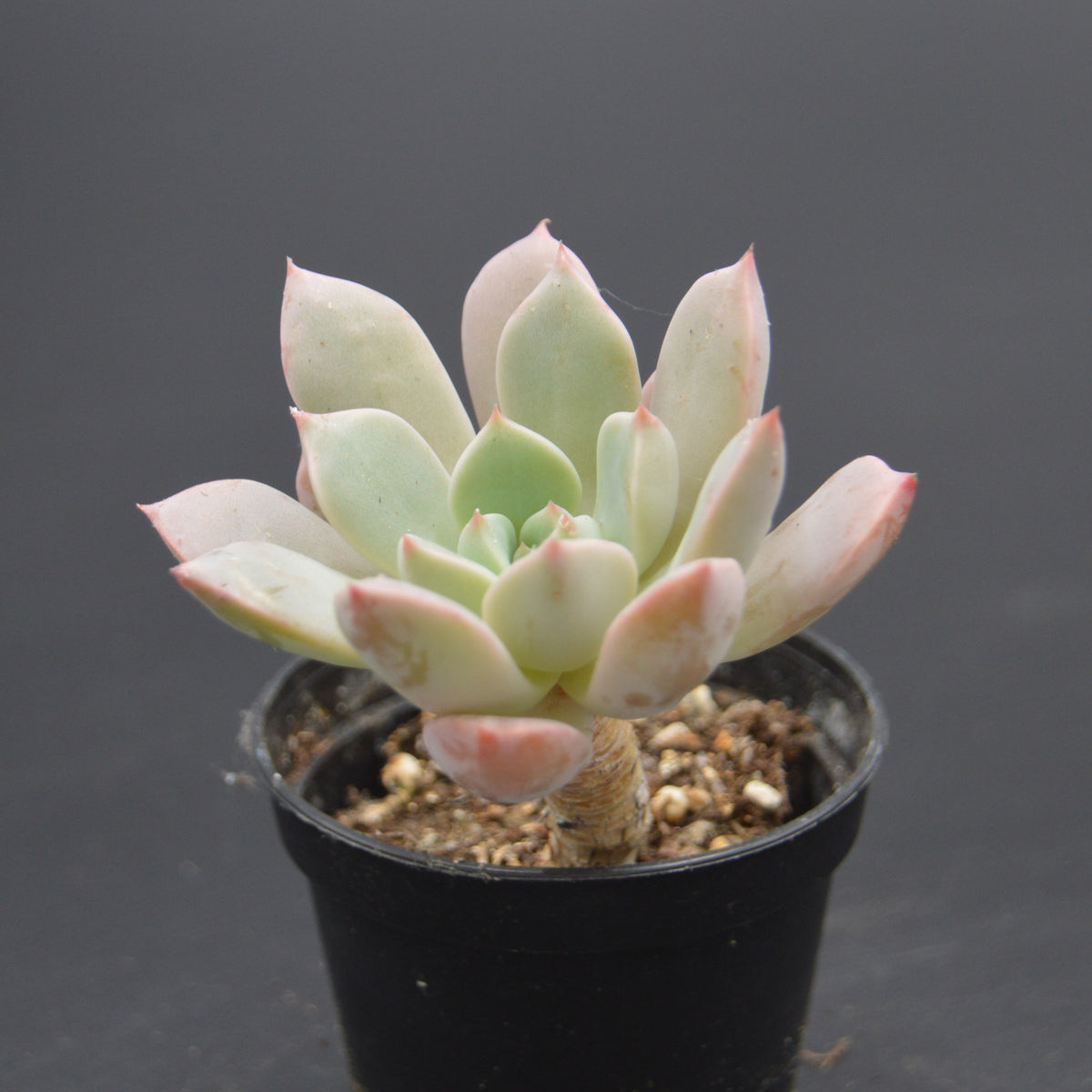 Graptoveria