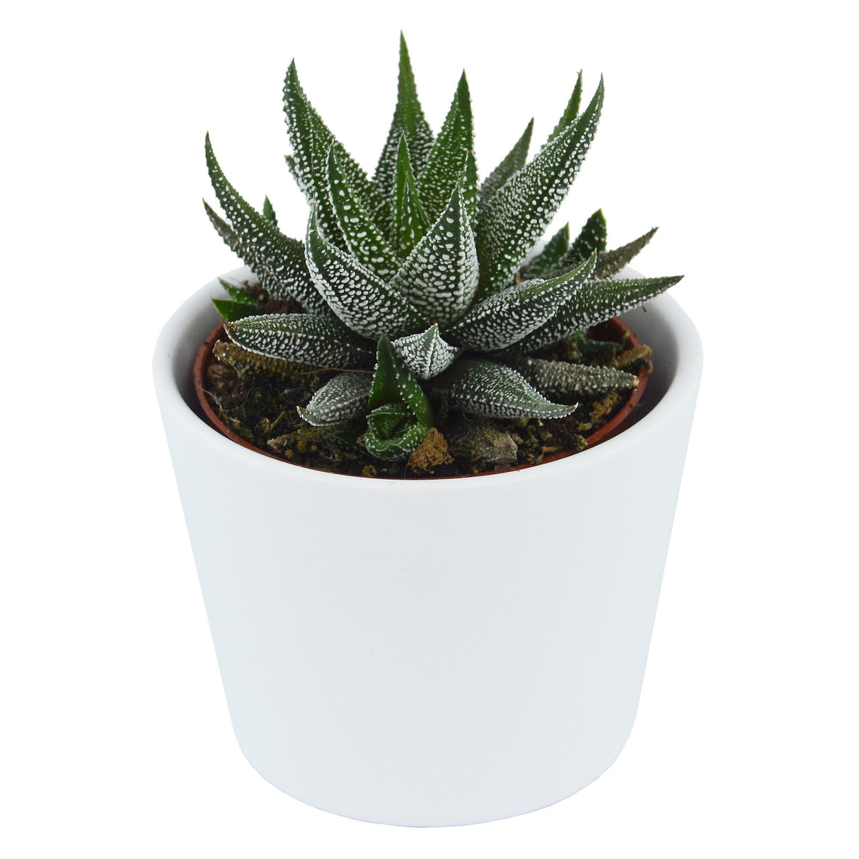 Haworthia fasciata Concolor - 6cm