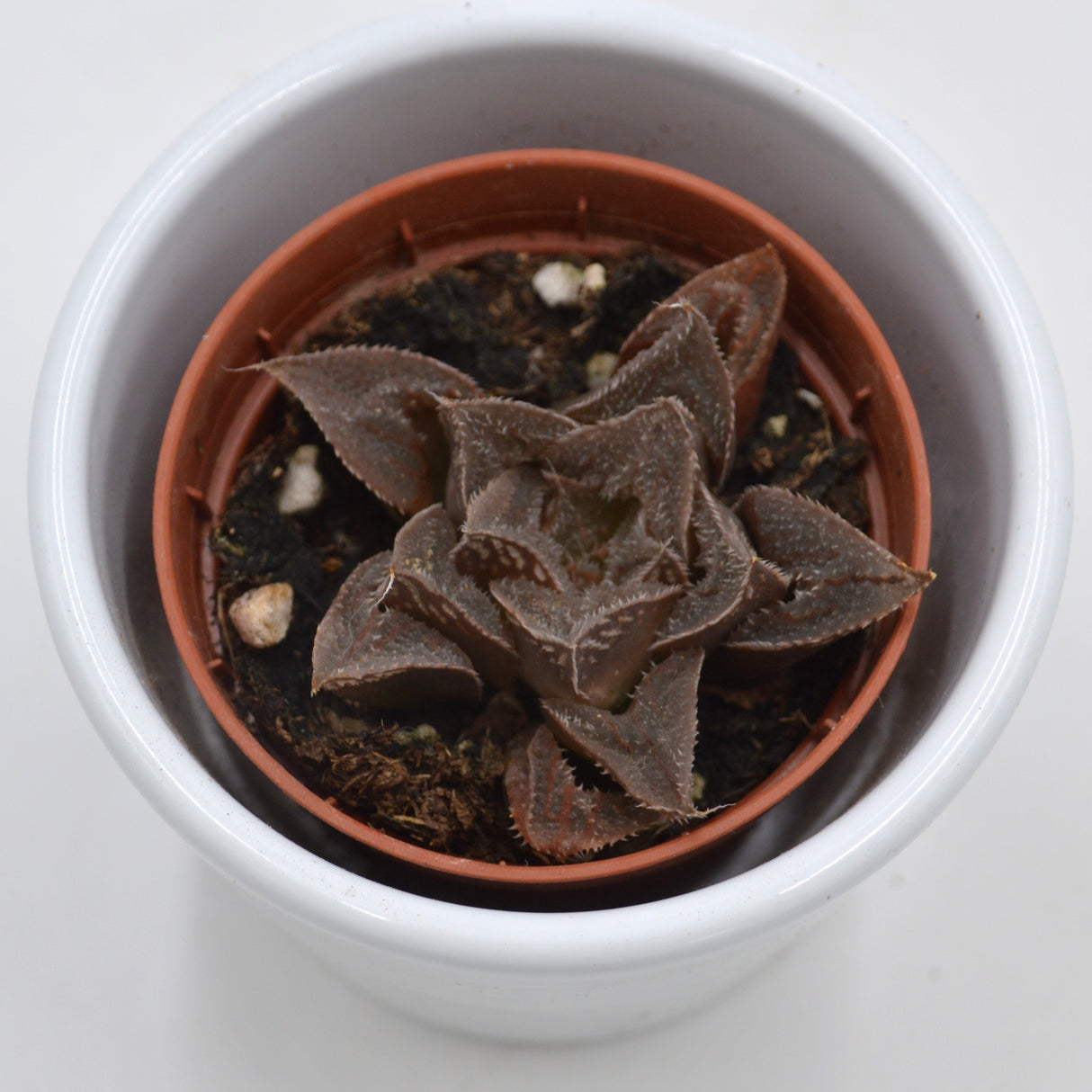 Haworthia pygmaea - 5,5cm