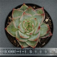 Echeveria Jade Star
