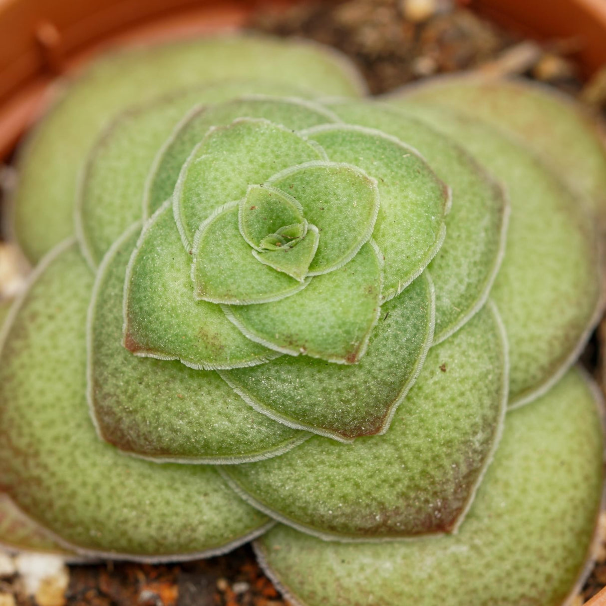 Crassula capitella v. turrita - 5,5cm