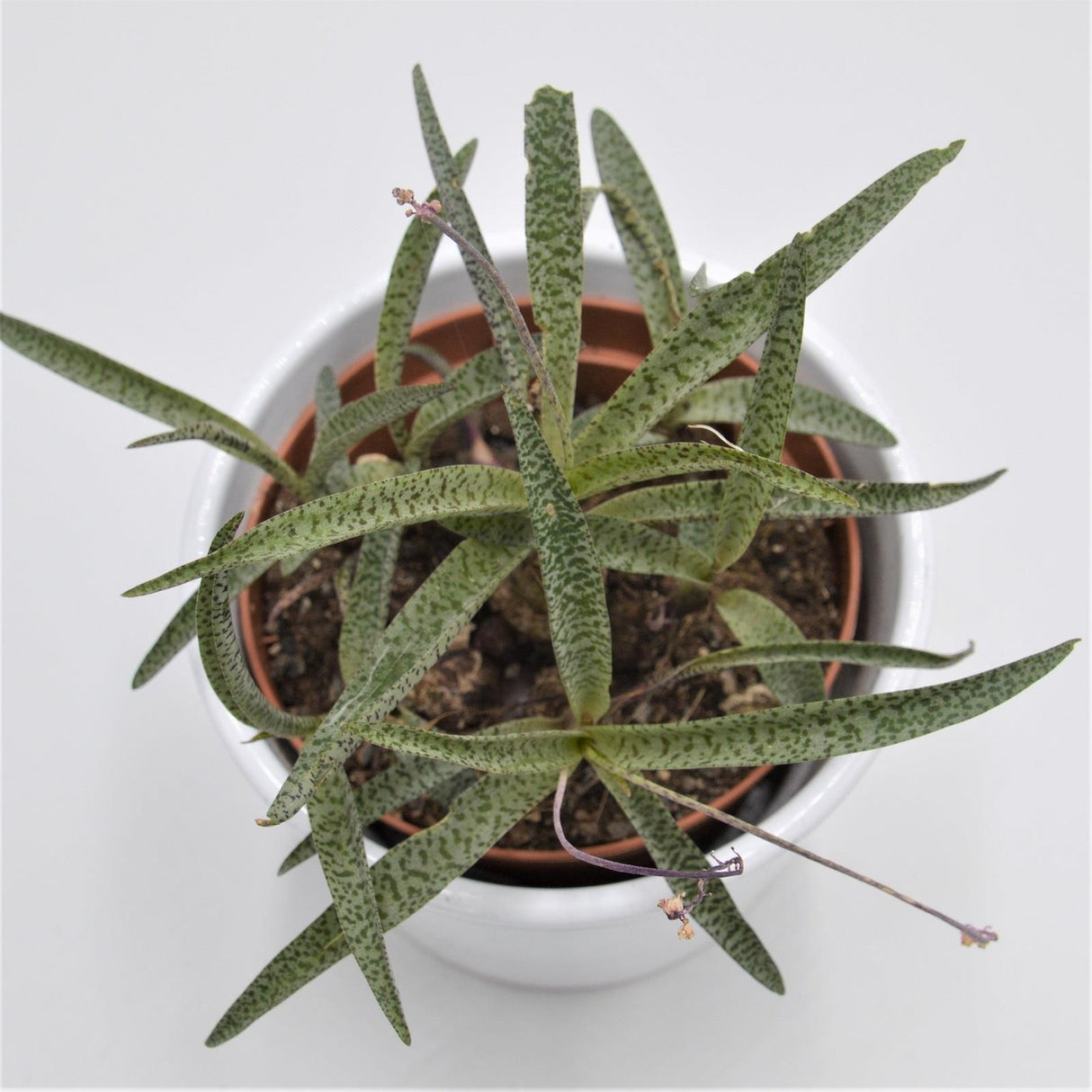 Scilla - 10,5cm