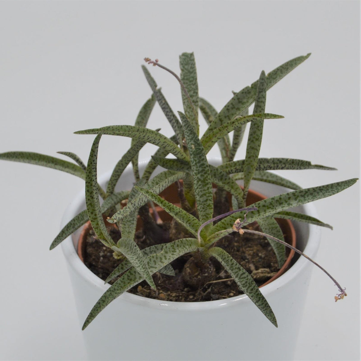 Scilla - 10,5cm