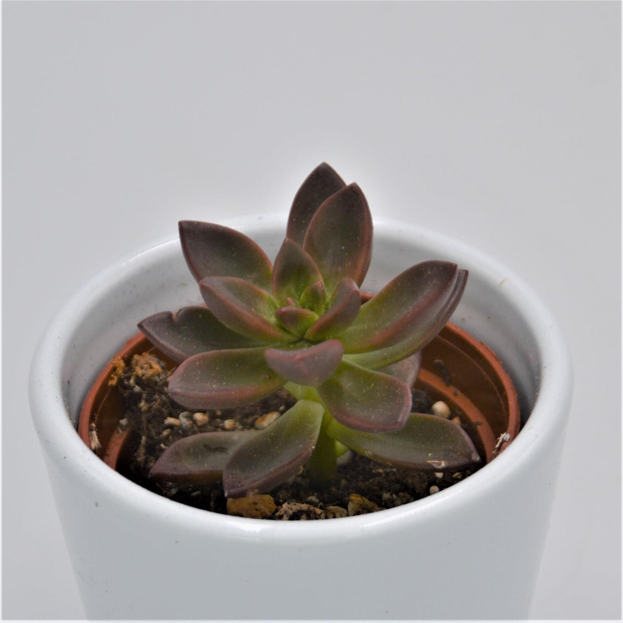 x Sedeveria Sorrento - 6cm