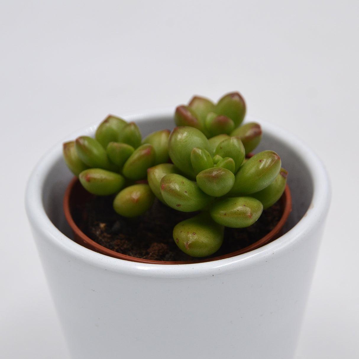 Sedum Red Coral - 5,5cm
