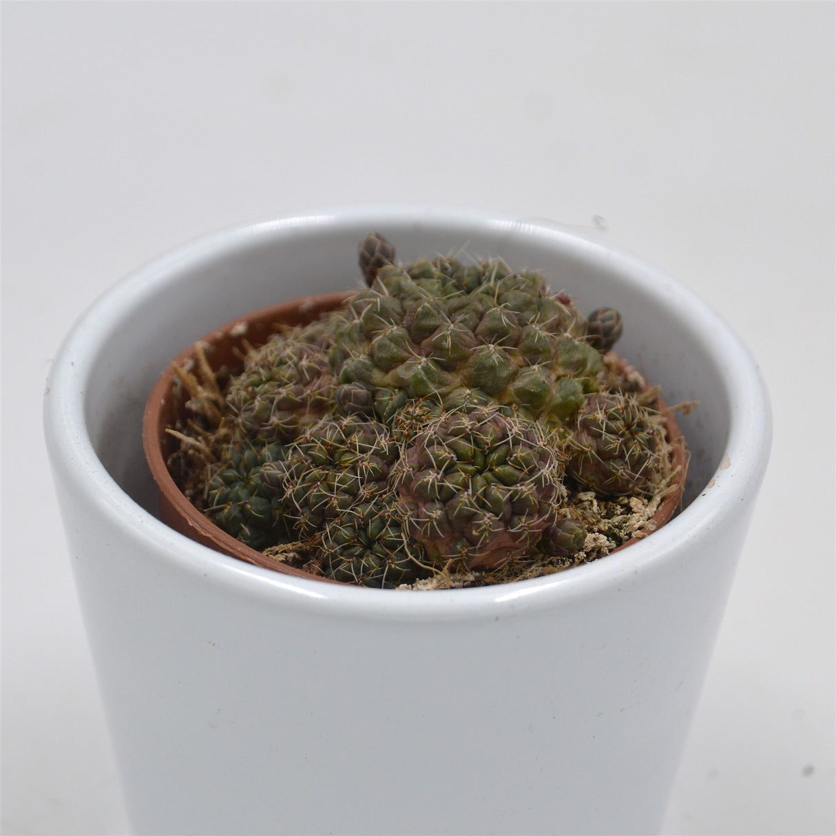 Sulcorebutia canigueralii- 5,5cm