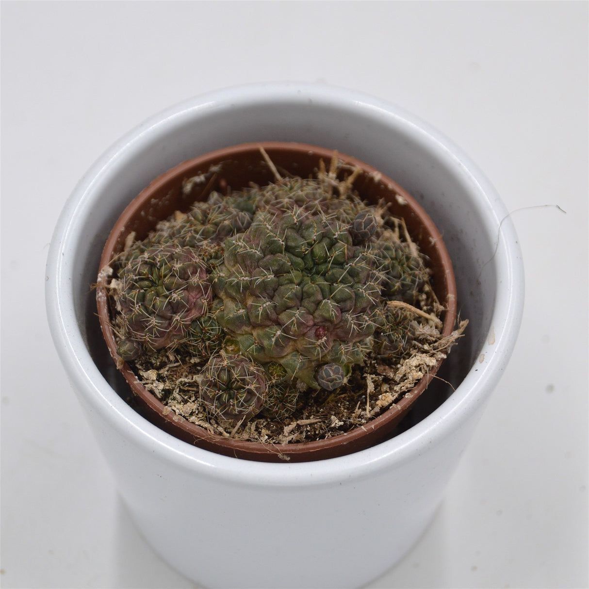 Sulcorebutia canigueralii- 5,5cm