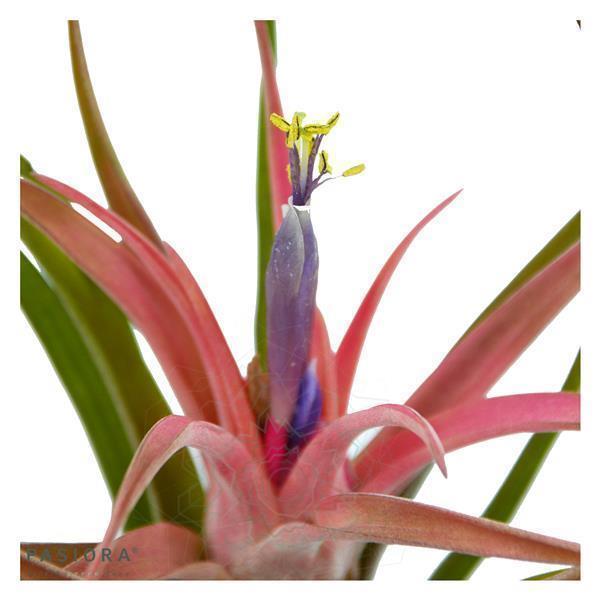 Tschakka Tillandsia, 3 Stück