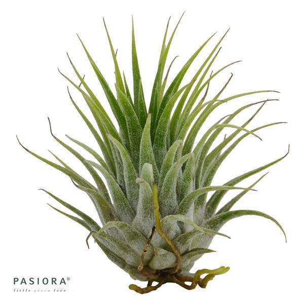 Tschakka Tillandsia, 3 Stück