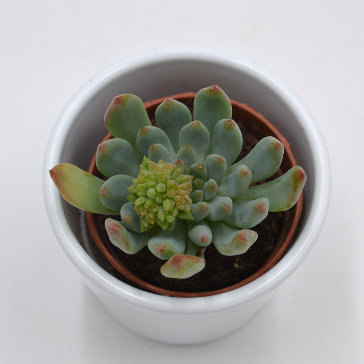 x Sedeveria Blue Elf - 5,5cm