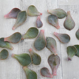 Blattstecklinge Echeveria Metallica, 10 Stück