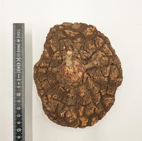 Dioscorea mexicana - Caudex Ø 16 - 18cm