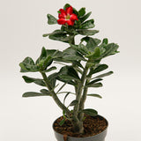 Adenium obesum Red Lady - 14cm