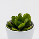 Adromischus cristatus v. mzimvubuensis - 5,5cm