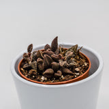 Adromischus marianiae cv. Coffee Bean - 8,5cm