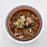 Adromischus marianiae cv. Pink Coral - 8,5cm
