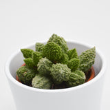 Adromischus marianiae cv. Lime Drops - 8,5cm