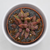 Adromischus marianiae var. antidorcatum - 8,5cm