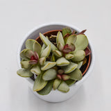 Adromischus Pink Blush - 8,5cm