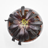 Aeonium arboreum Schwarzkopf - 10,5cm