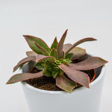 Aeonium leucoblepharum - 8,5cm