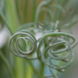 Albuca spiralis Fizzle Sizzle - 8,5cm