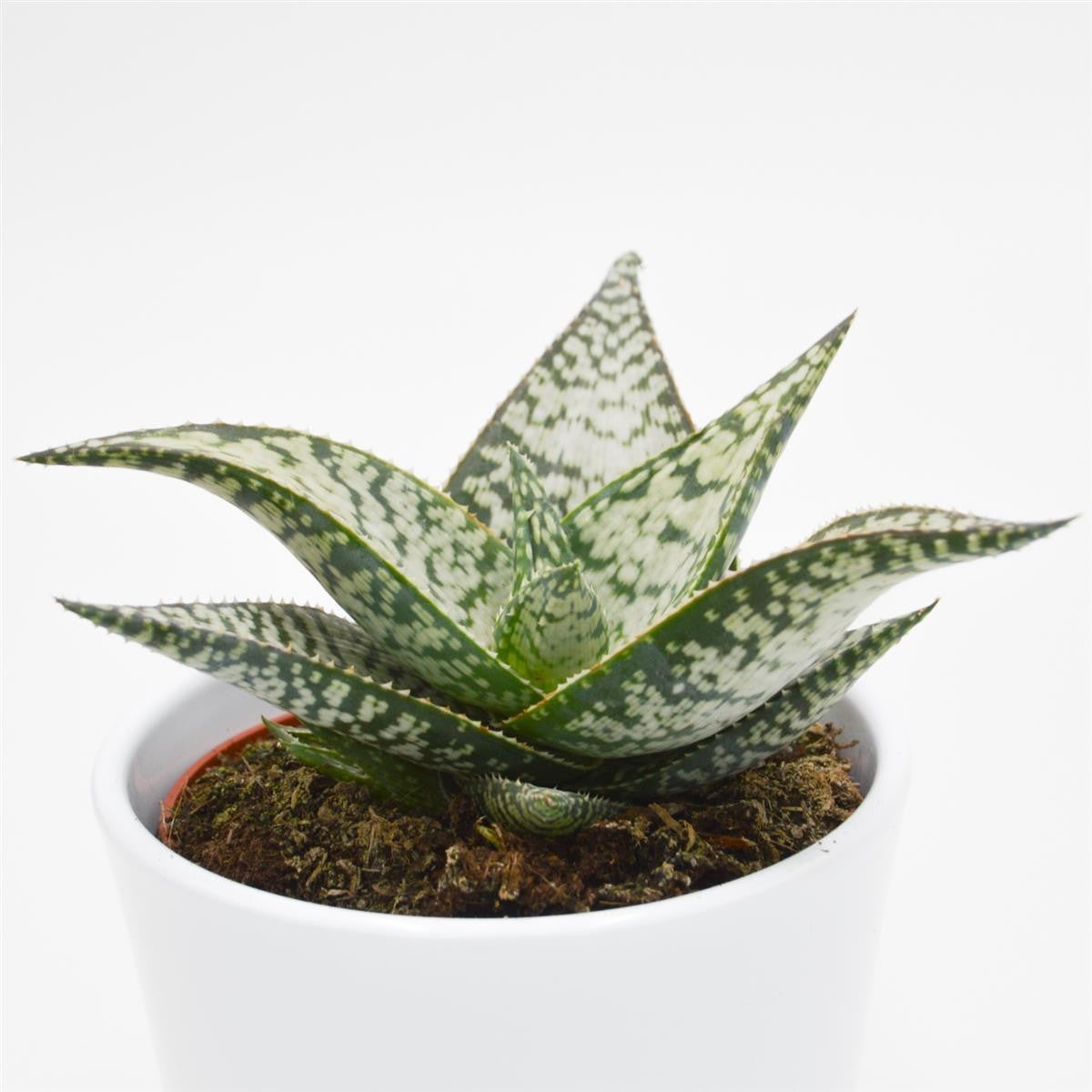 Aloe aculeata Wilderness - 10,5cm