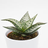 Aloe aculeata Wilderness - 10,5cm