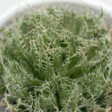 Aloe arachnoidea - 5,5cm