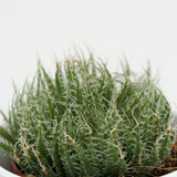 Aloe arachnoidea - 5,5cm