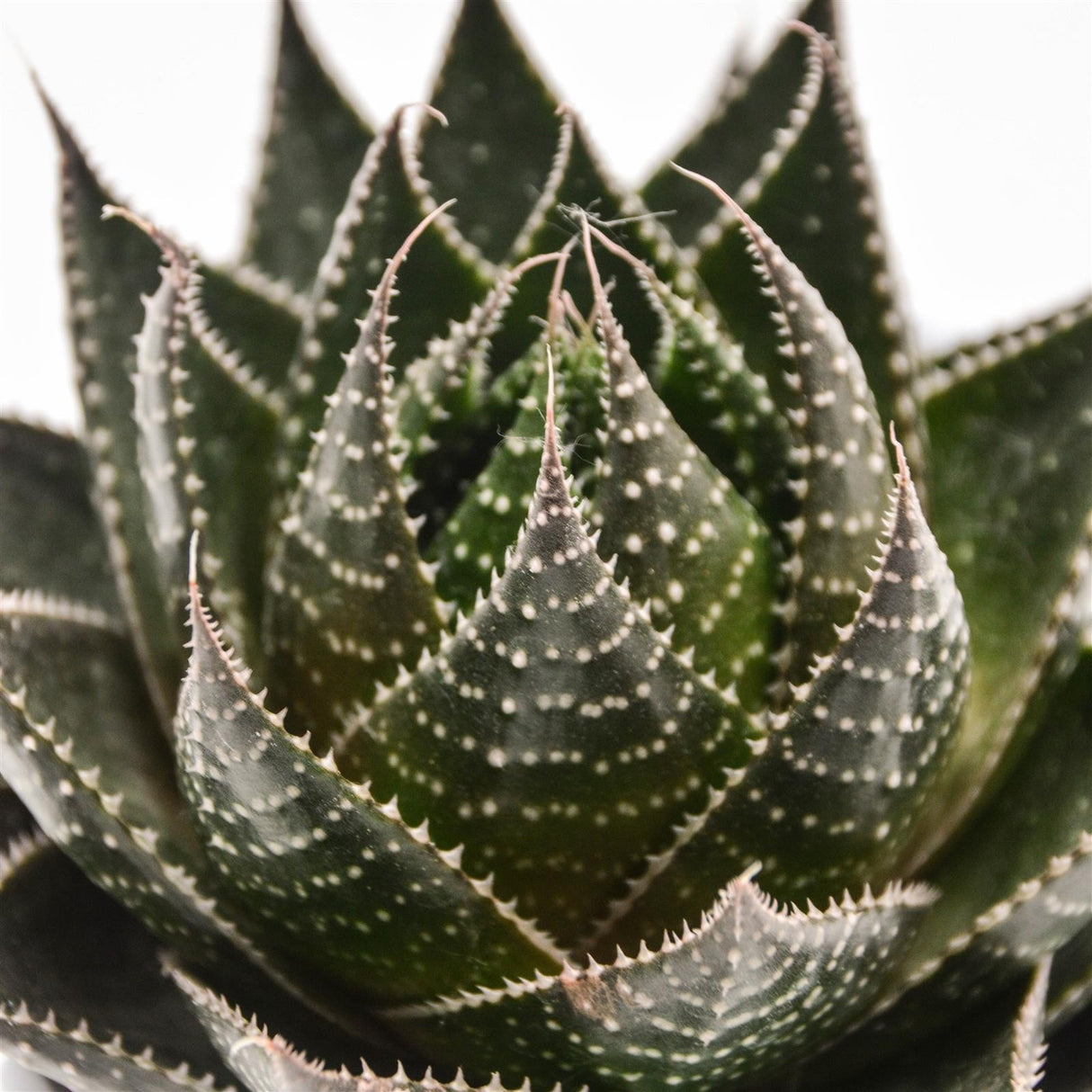 Aloe Cosmo - 8,5cm