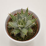 Aloe melanacantha v. erinacea - 10,5cm