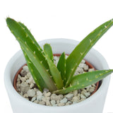 Aloha Aloe, 5 Stück