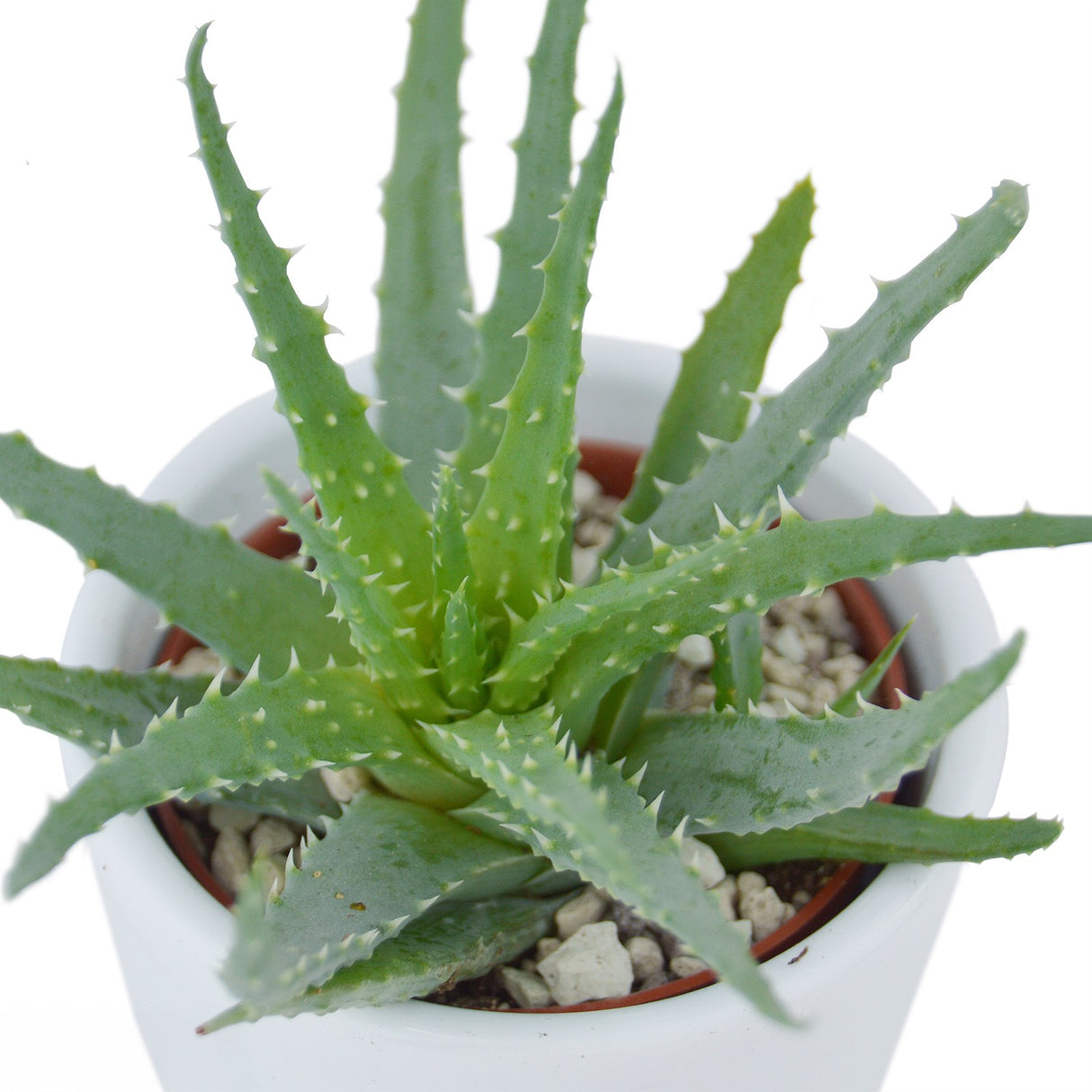 Aloha Aloe, 5 Stück
