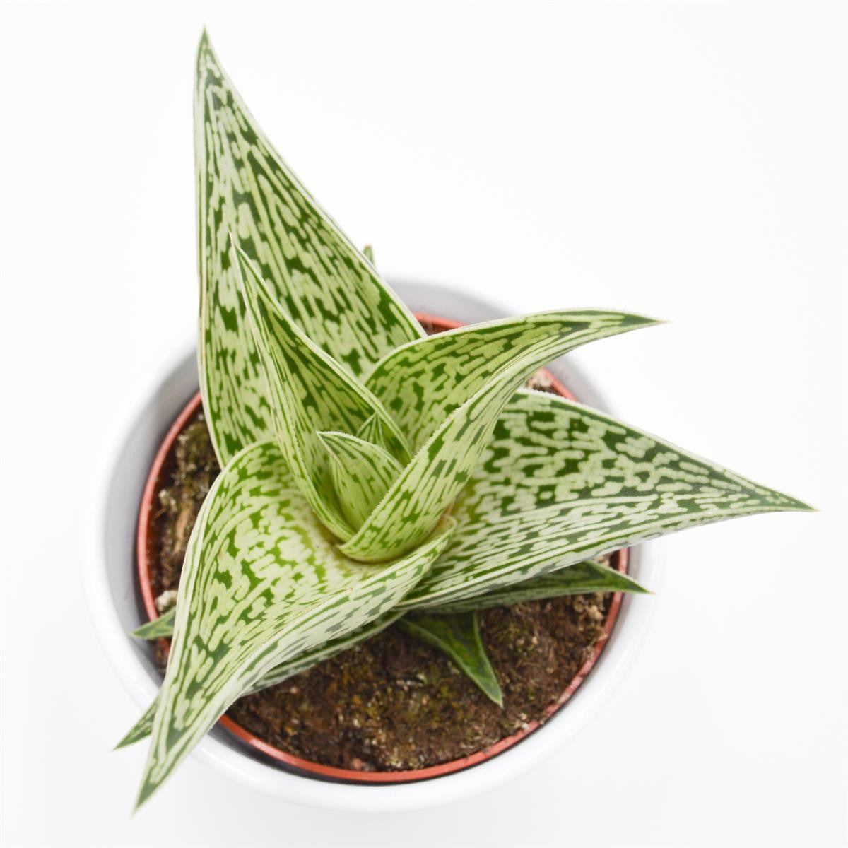 Aloe Tribal - 10,5cm