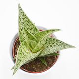 Aloe Tribal - 10,5cm