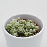 Anacampseros retusa filamentosa - 5,5cm