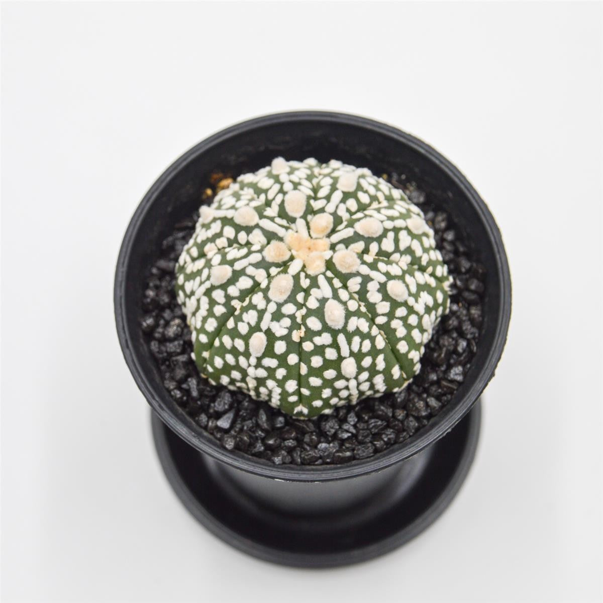 Astrophytum asterias - 8cm