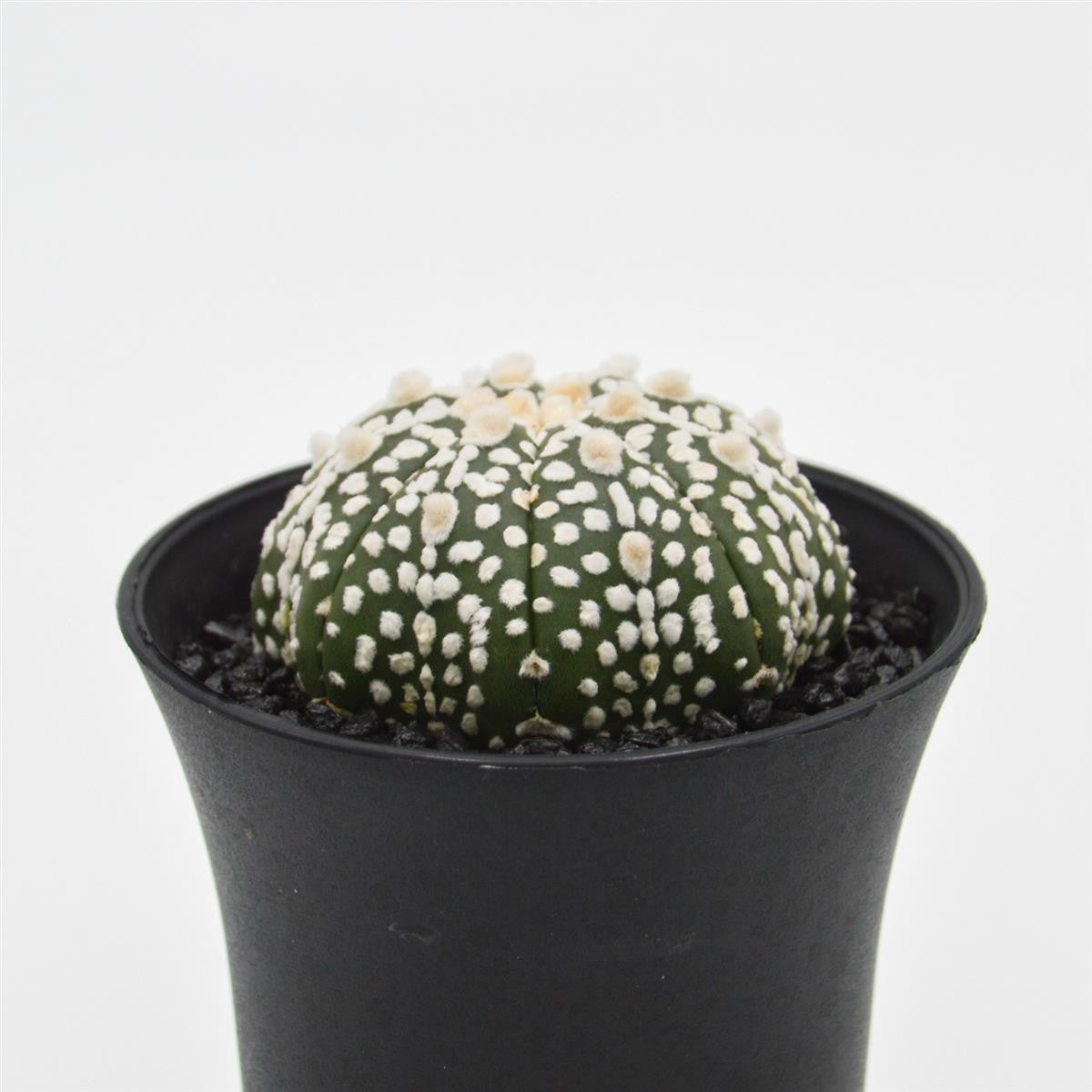 Astrophytum asterias - 8cm