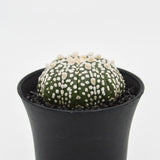 Astrophytum asterias - 8cm