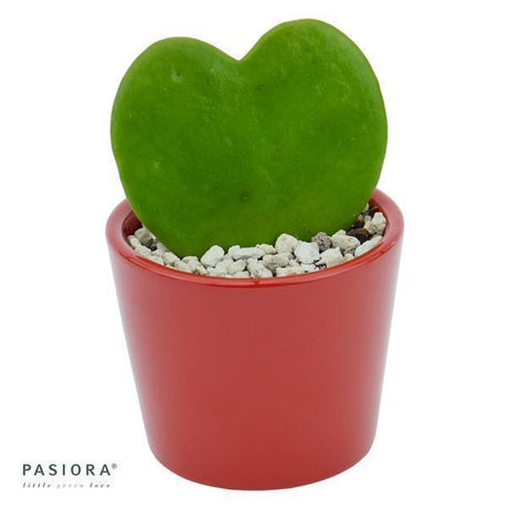 Hoya kerrii - 6cm