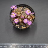 Conophytum