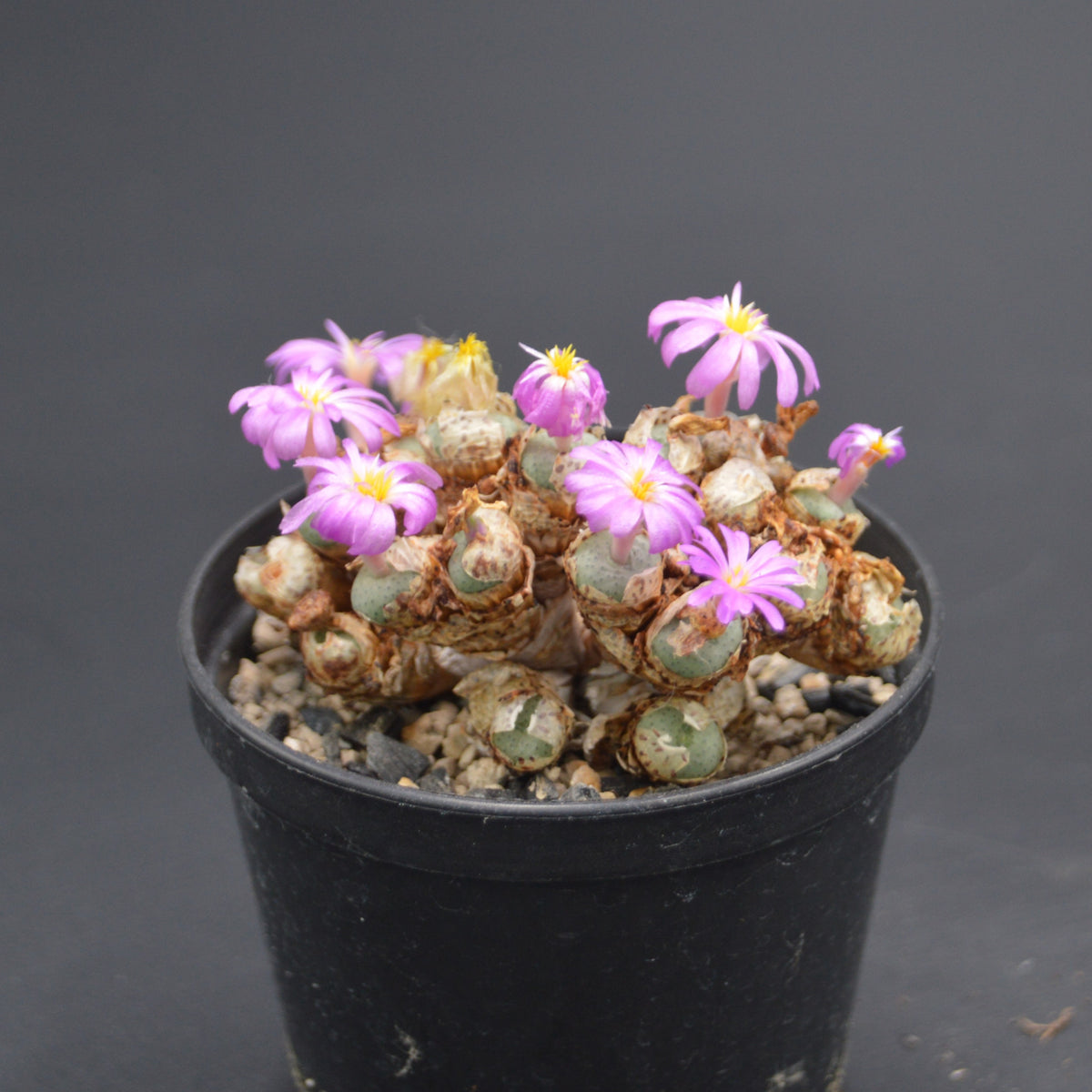 Conophytum