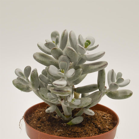 Cotyledon orbiculata - 13cm