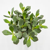 Cotyledon orbiculata Picco Coin - 12cm