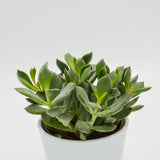 Cotyledon orbiculata Picco Coin - 12cm