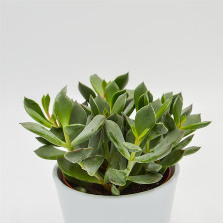 Cotyledon orbiculata Picco Coin - 12cm