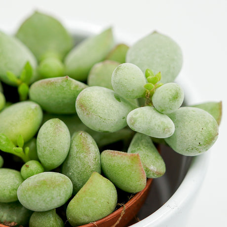Cotyledon pendens - 8,5cm
