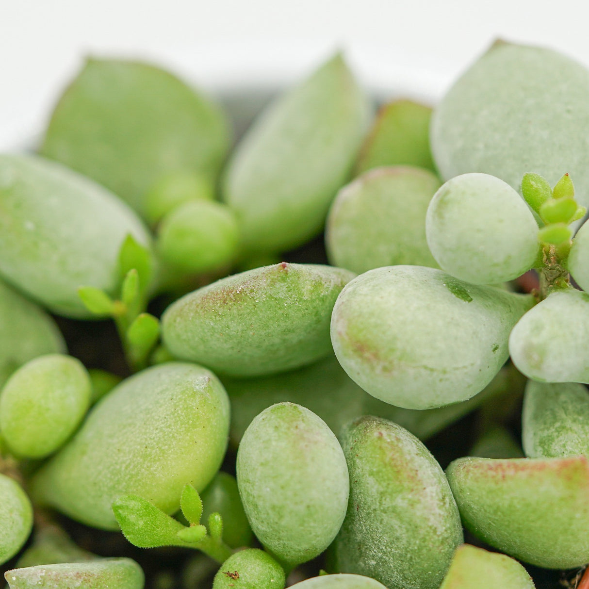 Cotyledon pendens - 5,5cm